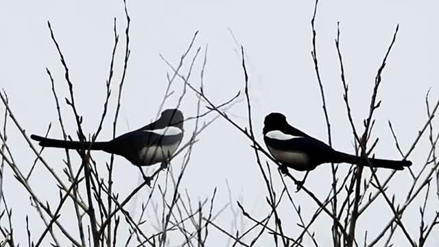 Magpie is a symbol of good luck birds