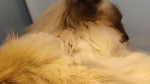 cat's stomach making weird noises (volume up🔉)