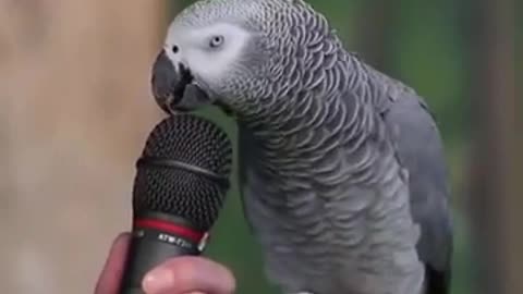 Einstein Parrot Talking Amazing video,