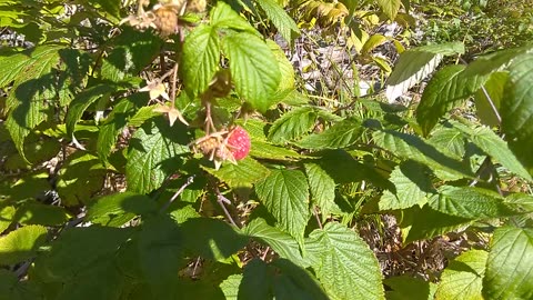 Raspberry