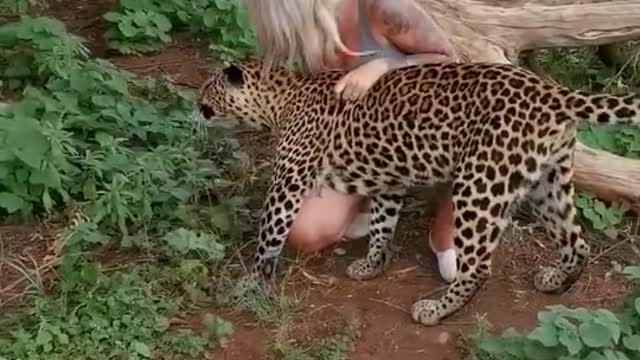 Leopard cuddles and kisses