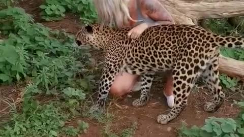 Leopard cuddles and kisses