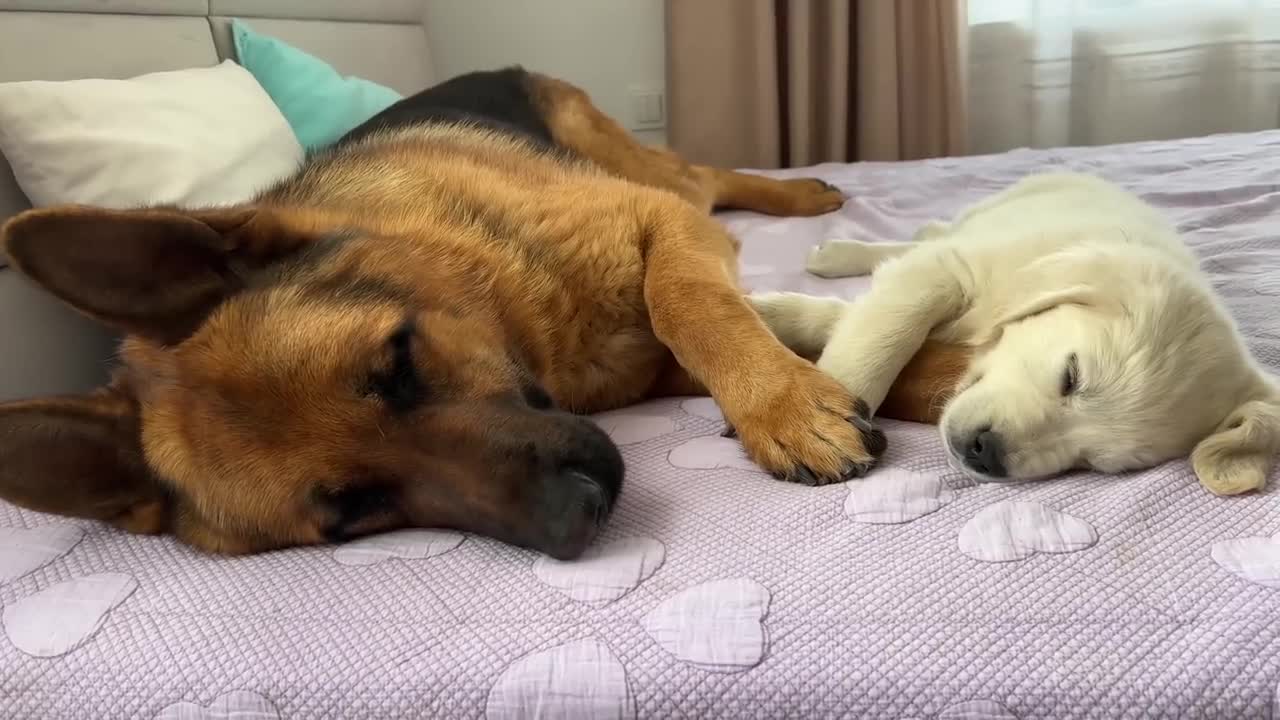 Cute German Shepherd is the Best Friend of a Tiny Golden Retriever Puppy