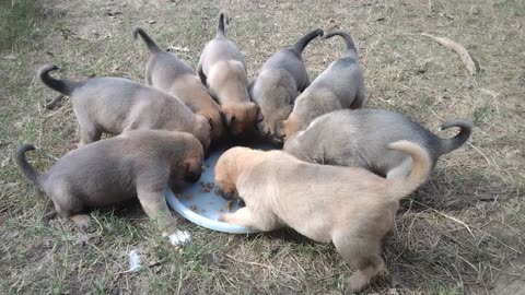 Puppie's Chow Time