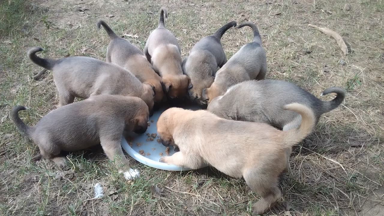 Puppie's Chow Time