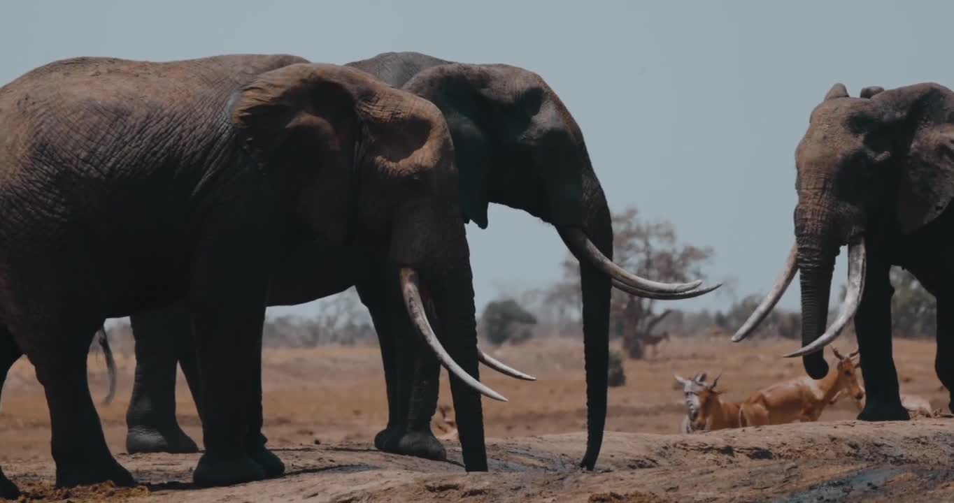 Wild Animals Gathering by a Body of Water in the African