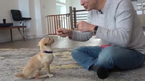 You have knowledge about the 🐶
