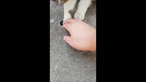 Funny animal videos, funny cats and dogs video