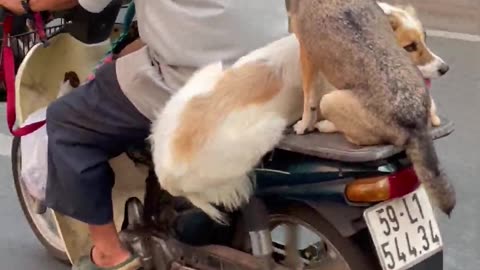 Saigon Pups Commute On Scooter