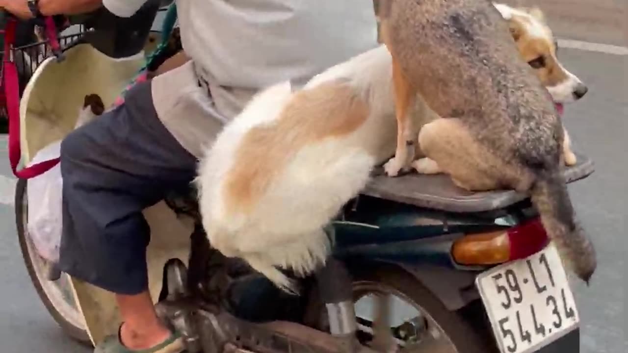 Saigon Pups Commute On Scooter