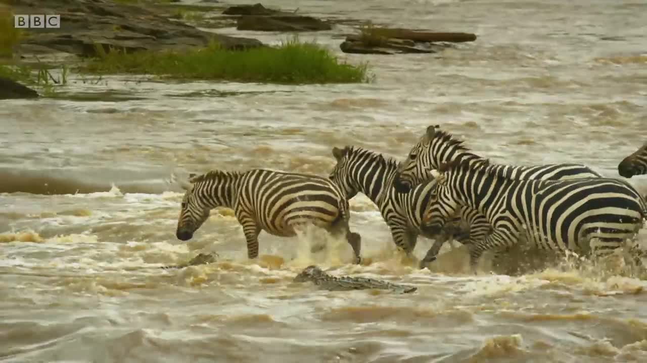 Shani the Zebra's incredible escape from ferocious crocodiles - BBC