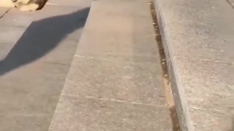 Cute puppies
