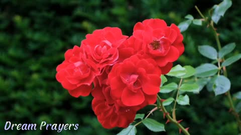 MEDITATION BY THE WORD - PRAYER OF PEACE