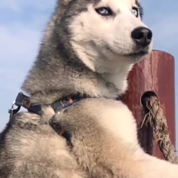 HUSKY WANT TO BE ALONE INFRONT OF THE SEA
