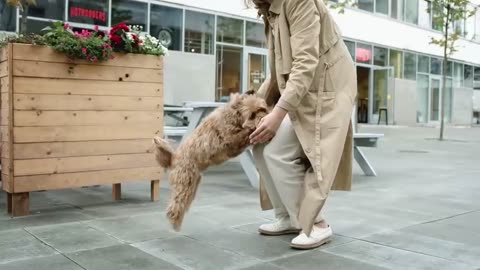 Dog Jumping Towards Her Master