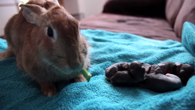 Dog Reacts to Rabbit Mother feeding her Baby Bunnies 1 Day Old