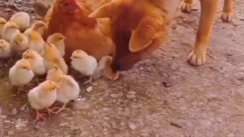 hen chicks