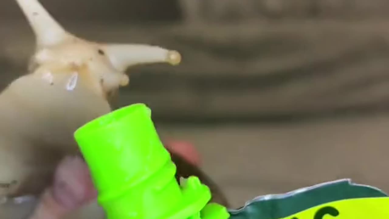 Snail drinking juice