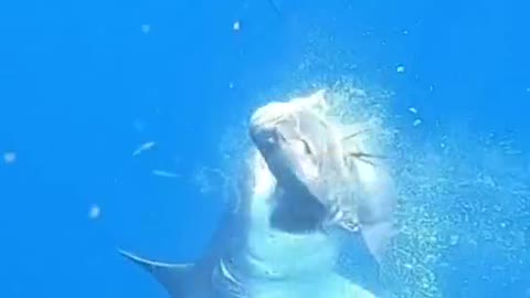 Wow, I got mugged by a shark