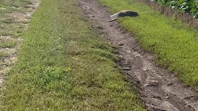 Rescuing a Coyote With a Container Stuck on Its Head