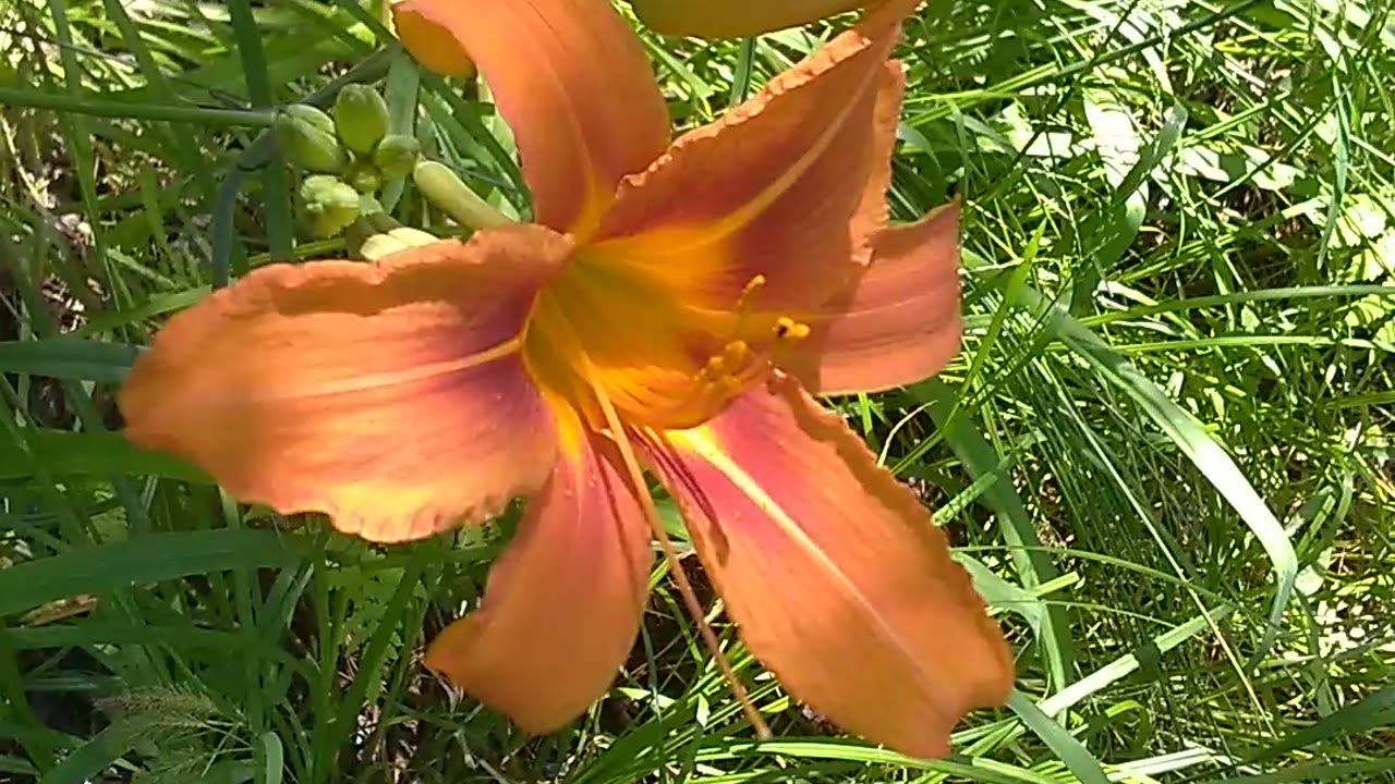 Tiger Lily