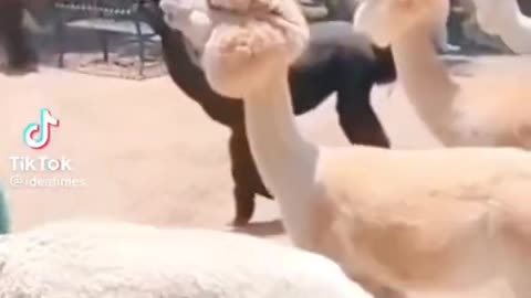 Don't mess with the Lama💦🦙