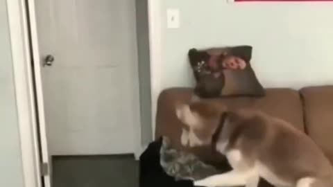 Confused dog video🤔🤣👈|| Funny dog