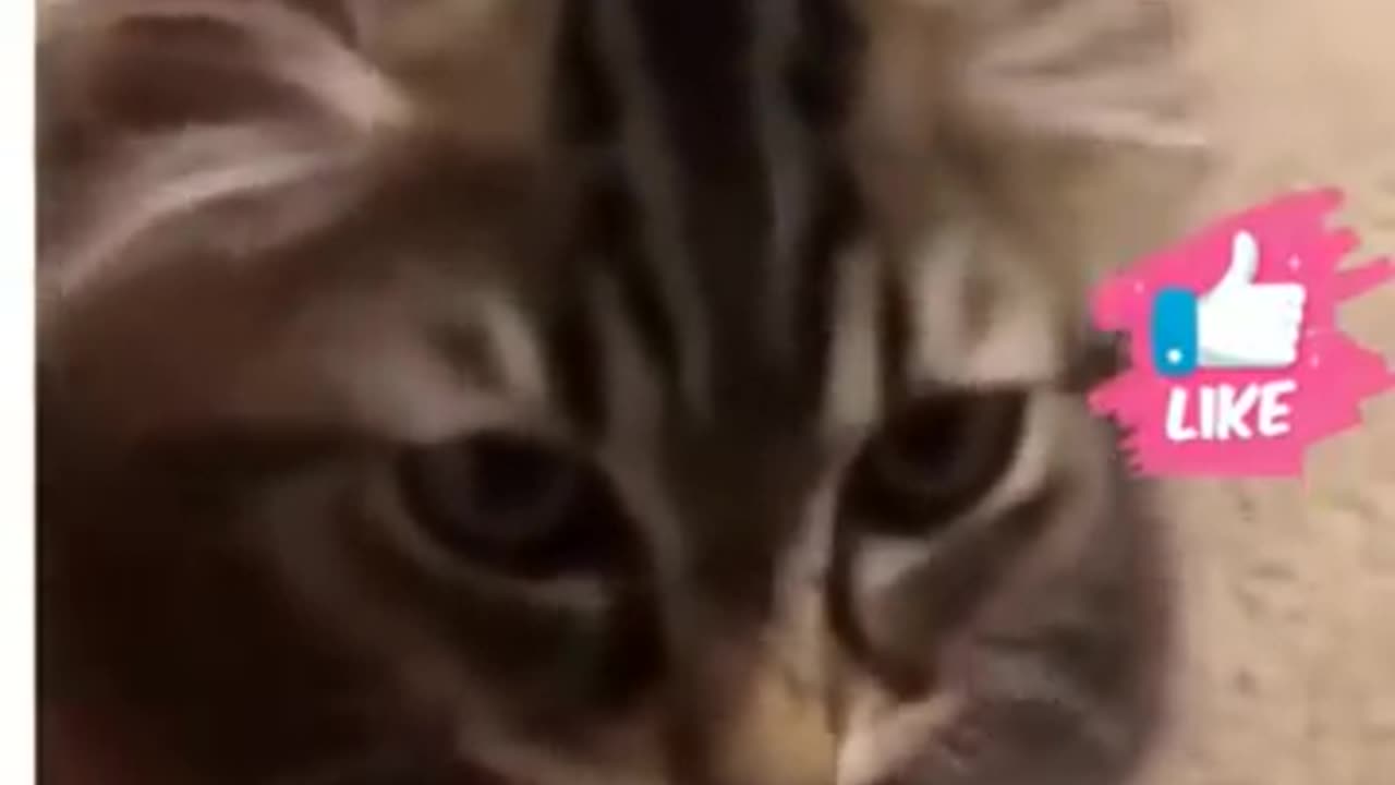 Cute cat funny video