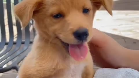 ,, lovely cute puppy_sweet 🐶🐕🐕