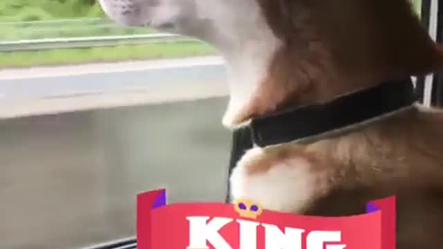 A puppy who loves to go out and play.