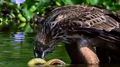 The eagle eats a feast! #viral