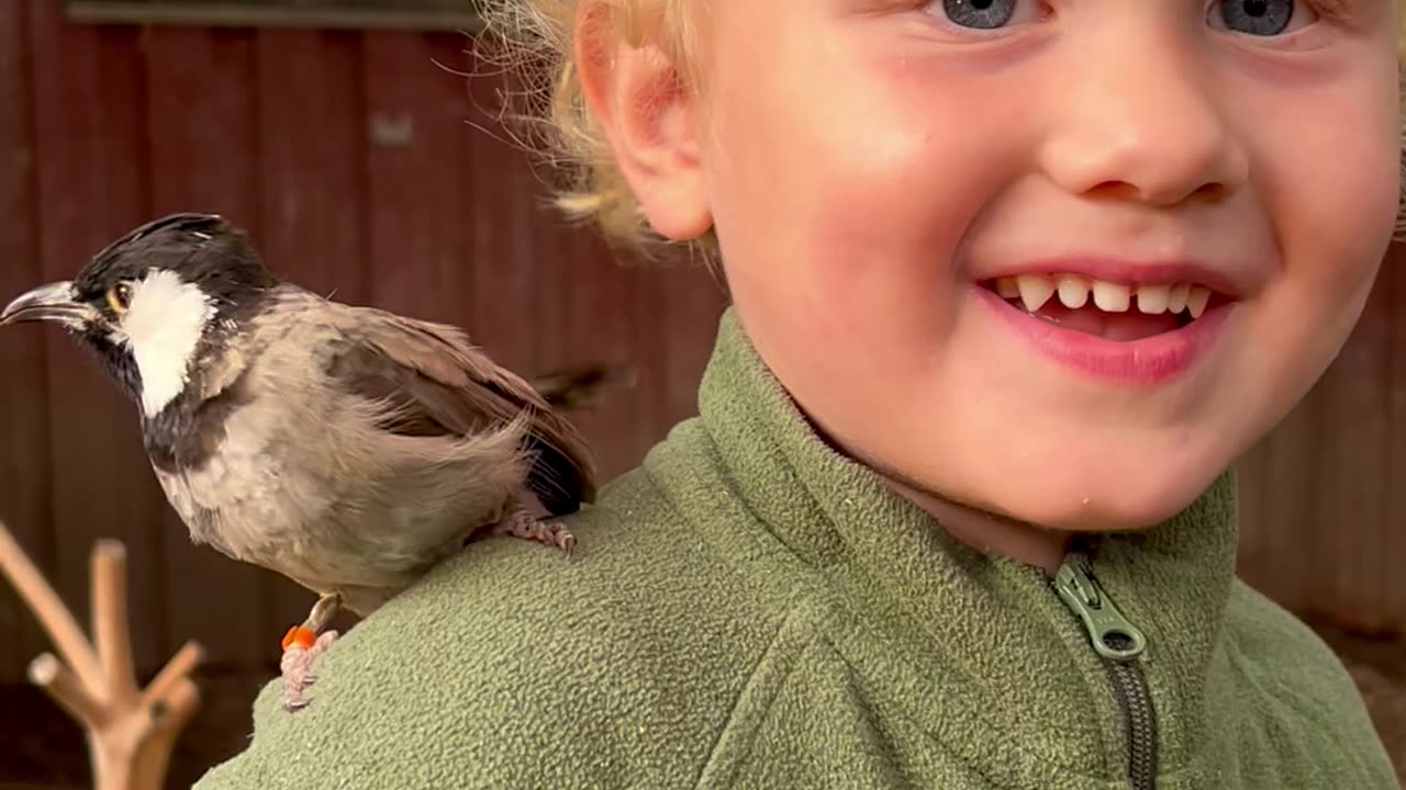 Boy with tame Iraqi Bulbul | Aviary Birds | Pets | White eared bulbul