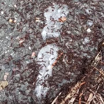 Flock it Farm: Exterminate ants