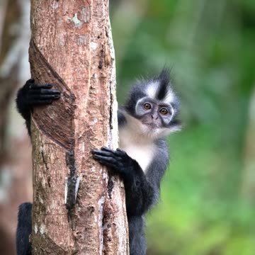💚INDONESIA, THOMAS LEAF MONKEY