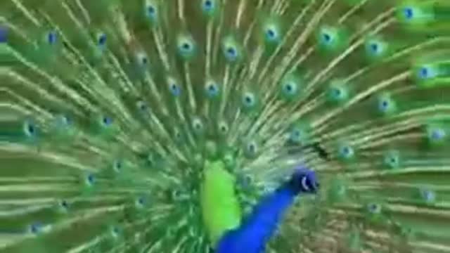Beautiful moments of fun animal creatures