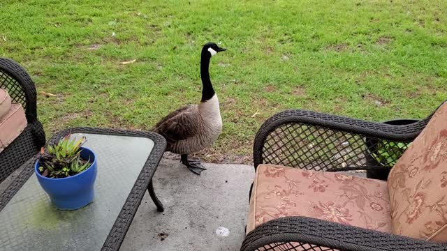 Ducks on the "Right" Geese on the "Left" Cha, Cha, Cha