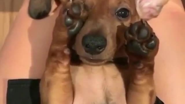 Sleepy beans (ig sabinietheweenie)