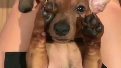 Sleepy beans (ig sabinietheweenie)