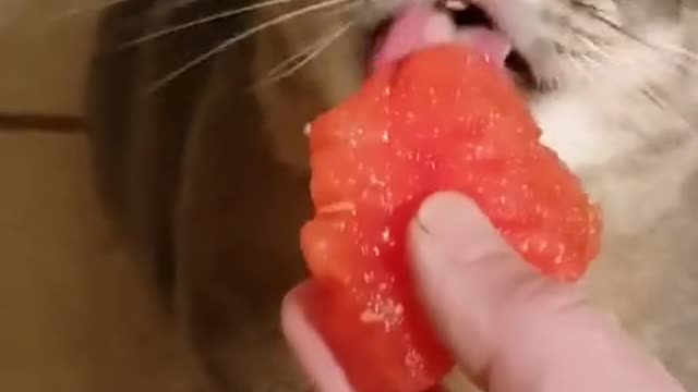 Tag someone that loves watermelon like this kitty 🥰🍉