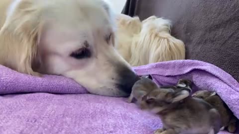 Golden Retriever and Baby Bunnies 9 days old [3 of 4 Bunnies Open Their Eyes]