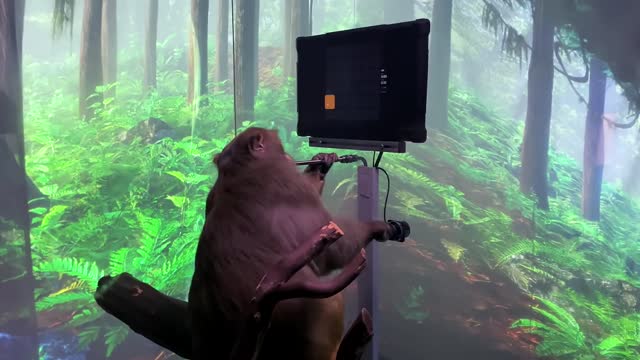 Monkey plays pong with his mind using Neuralink