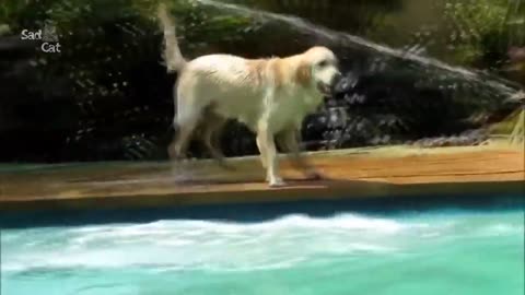 Funny dogs swim