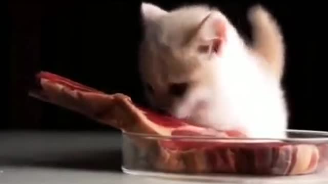 cat trying to eat a steak