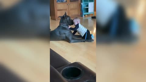 The dog protects the child while he plays