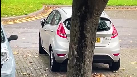 CAT CHASING SAQURRIL AROUND TREE.