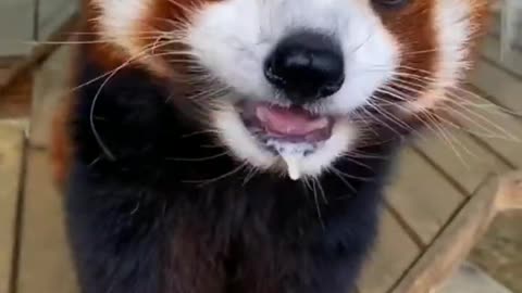 Lovely panda eating Fruit