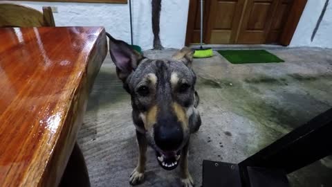 Canadian tourist tries to communicate with bilingual dog in Galapagos Islands