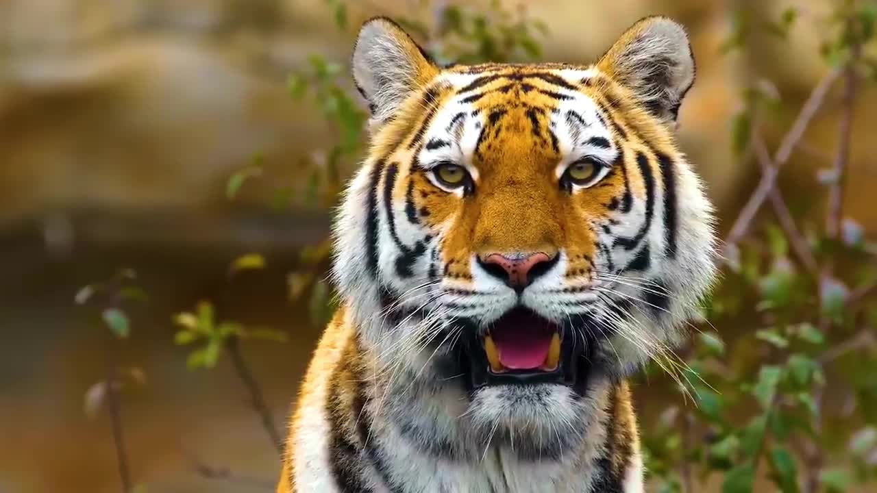 Fierce Tiger