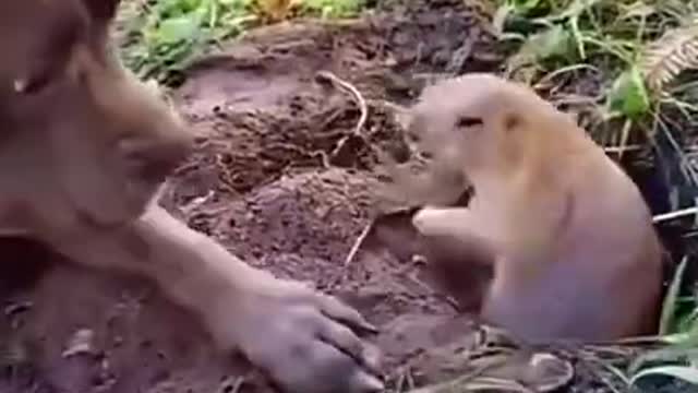 Animal funny video| dog funny video