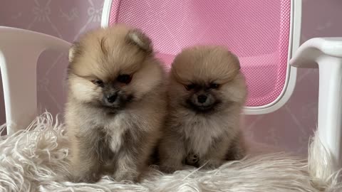 Pomerium Puppies